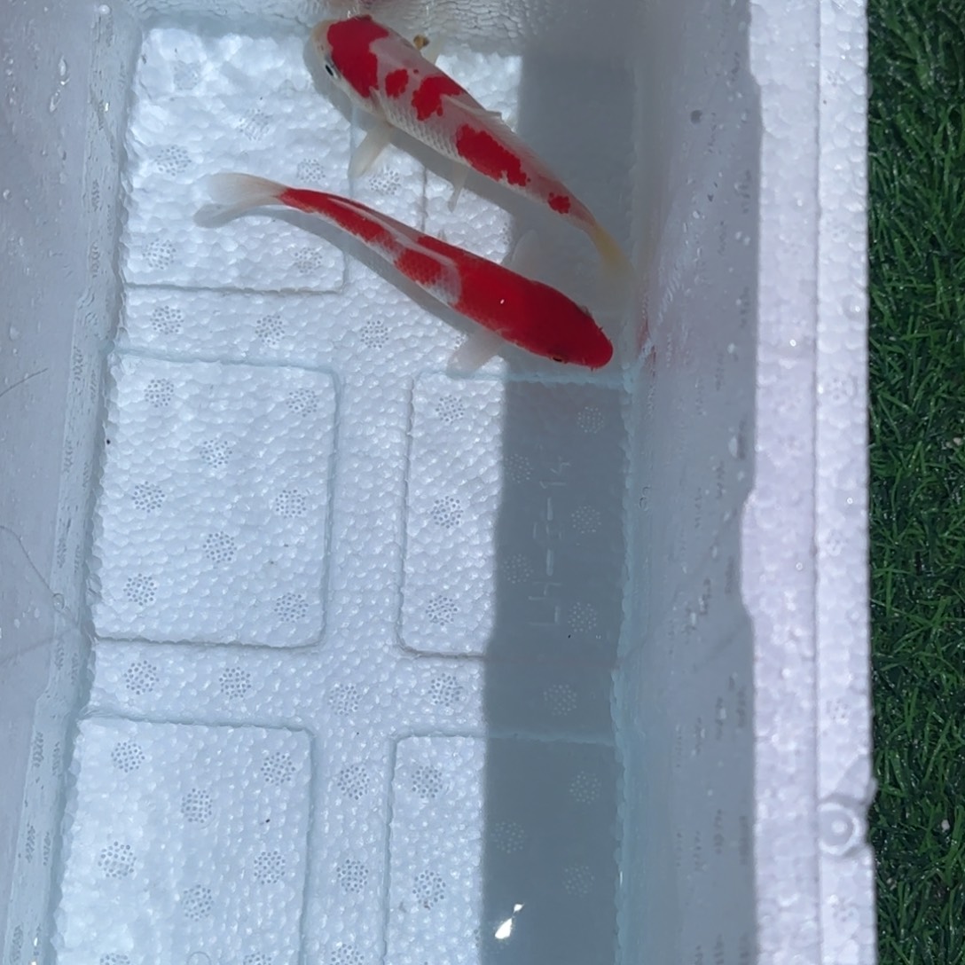 海水鱼锦鲤鱼观赏鱼 一物一拍