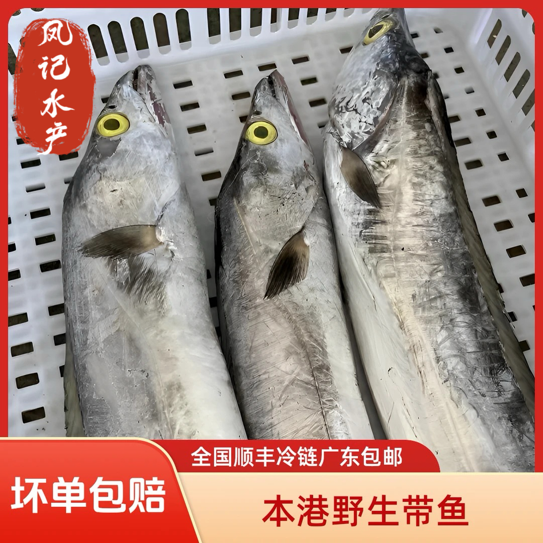 汕尾本港    带鱼 