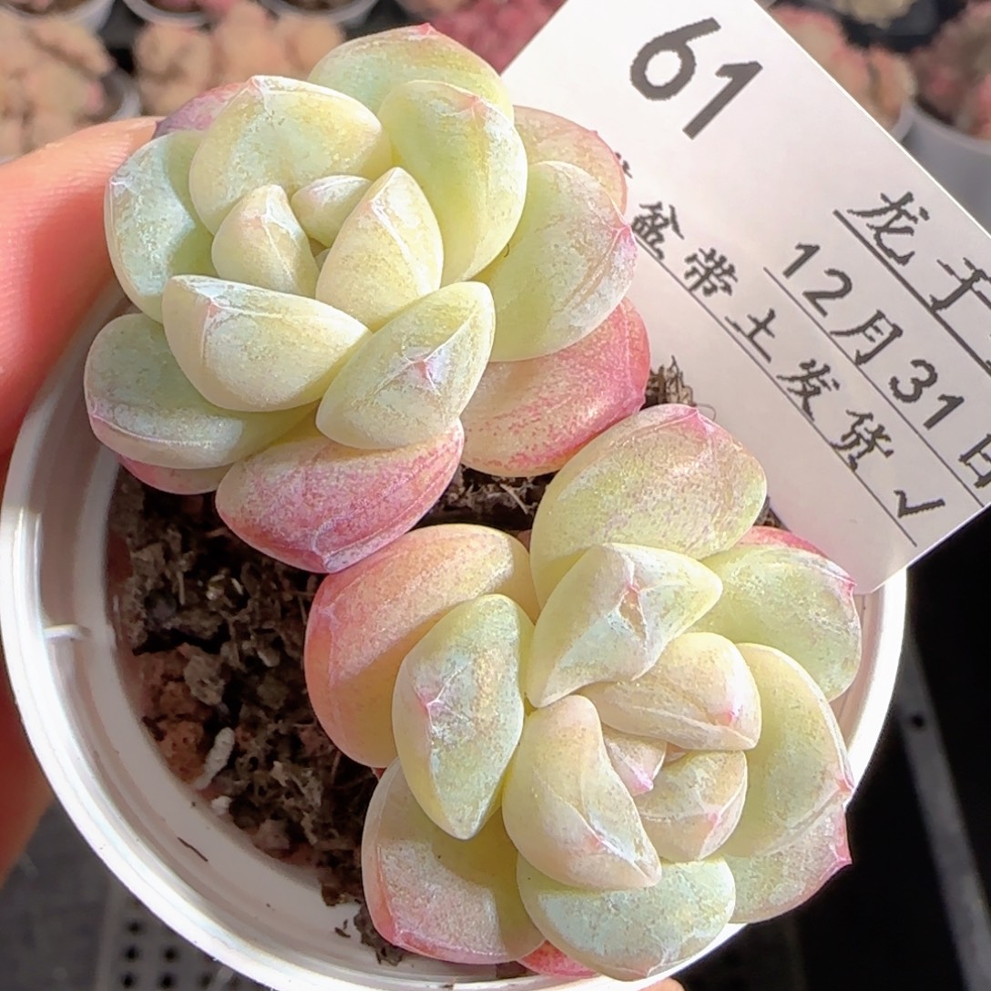 多肉1231-61冰玉双头