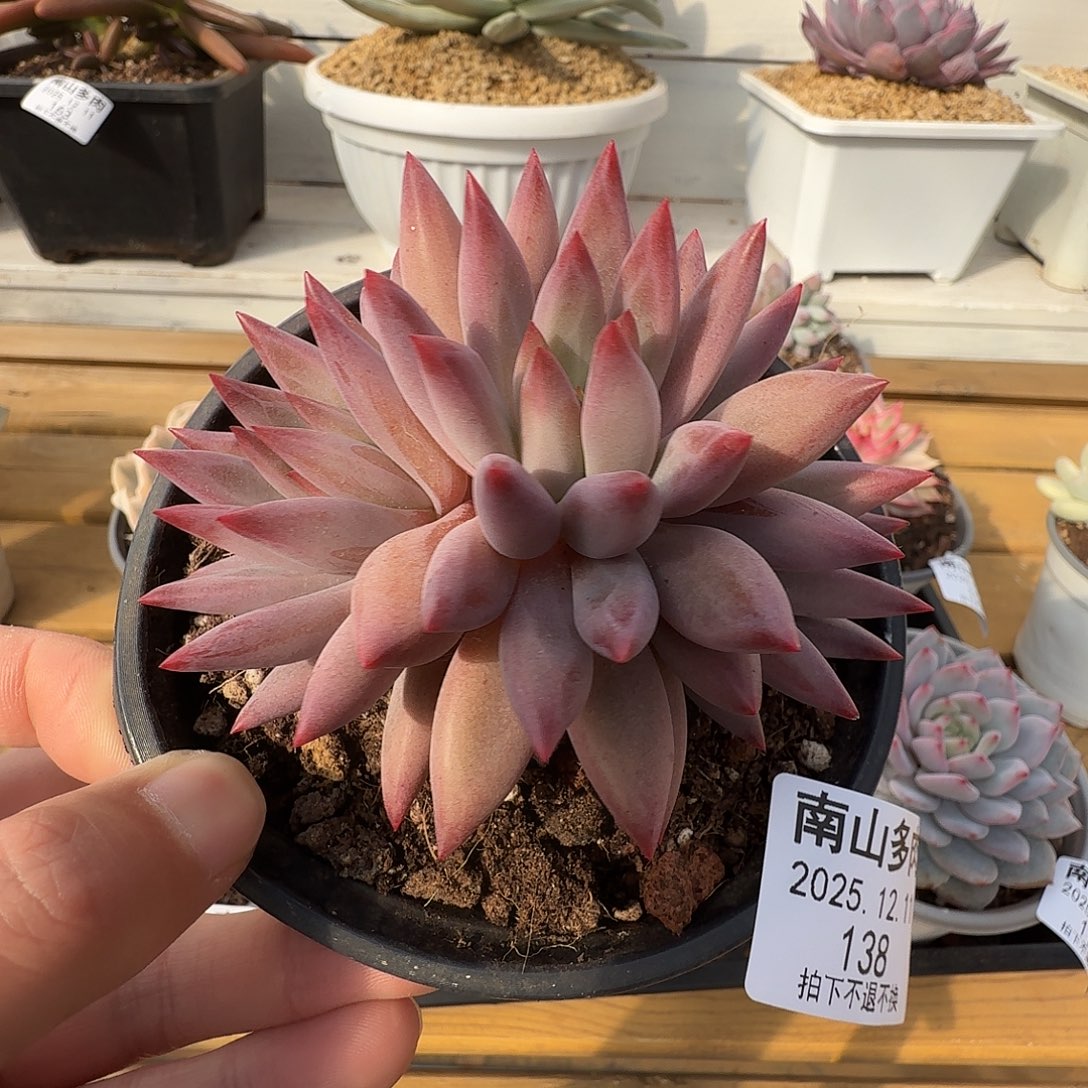 虞美人1111211-138