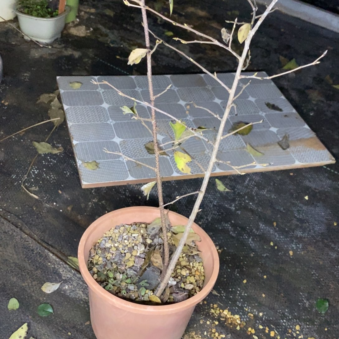 原生日货盲盒小树一棵