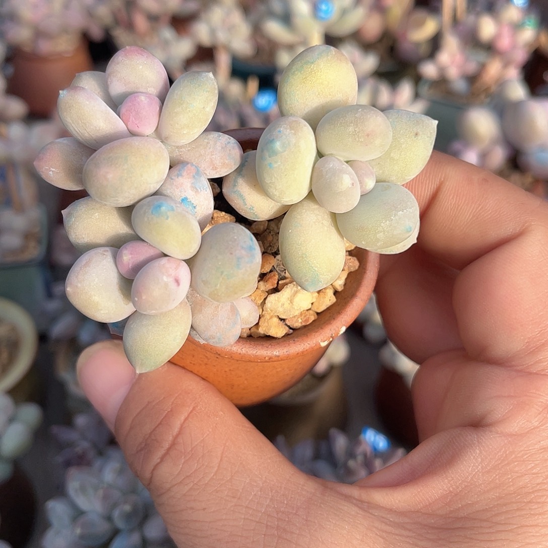 溜溜球 脱土发 4口盆