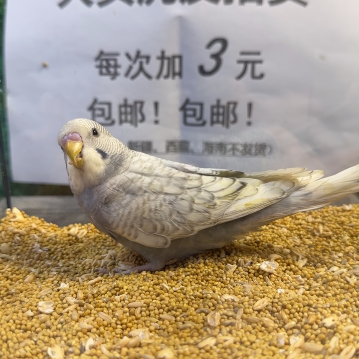 虎皮鹦鹉大头虎皮鹦鹉