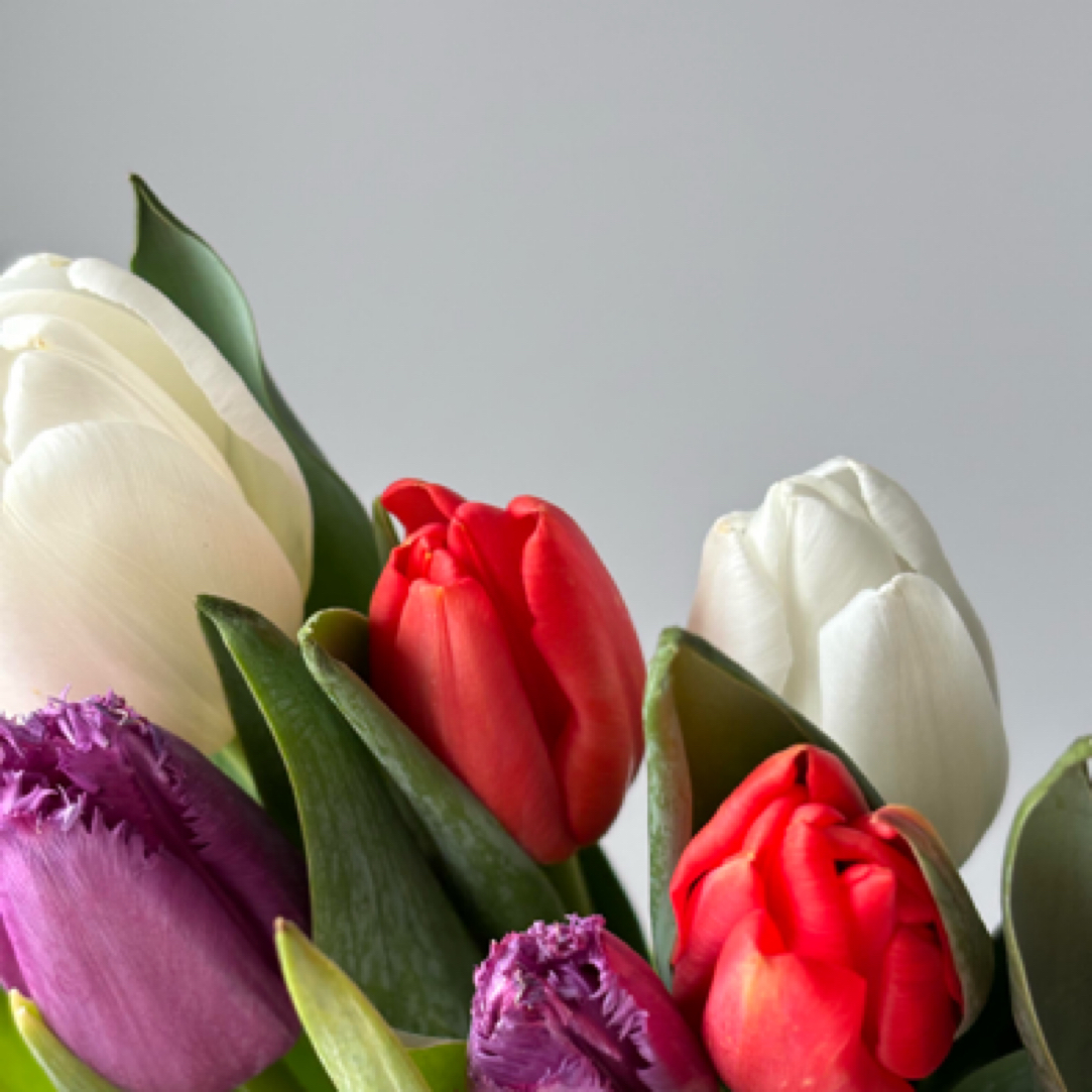 吉朵鲜花『郁金香10支颜色随机』家居养花 郁金香 鲜花次日达 养护教程联系客服