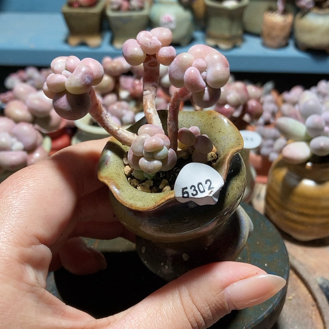 5302糖果腰子蛋带盆土