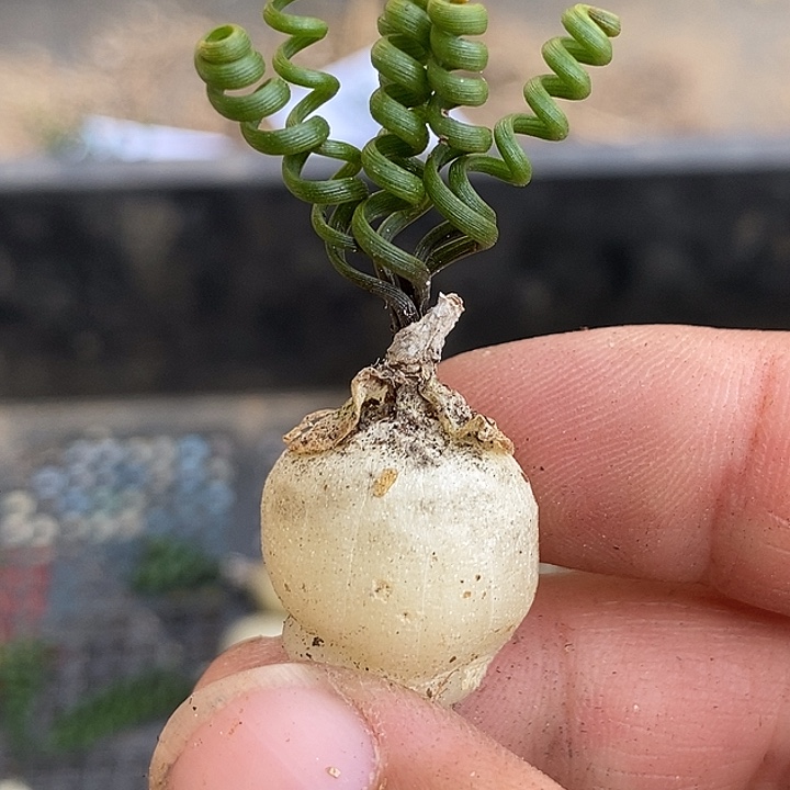 落*?6552钢丝弹簧草一颗