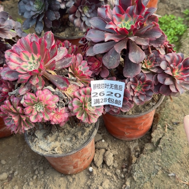 2620两个组合二号棚A