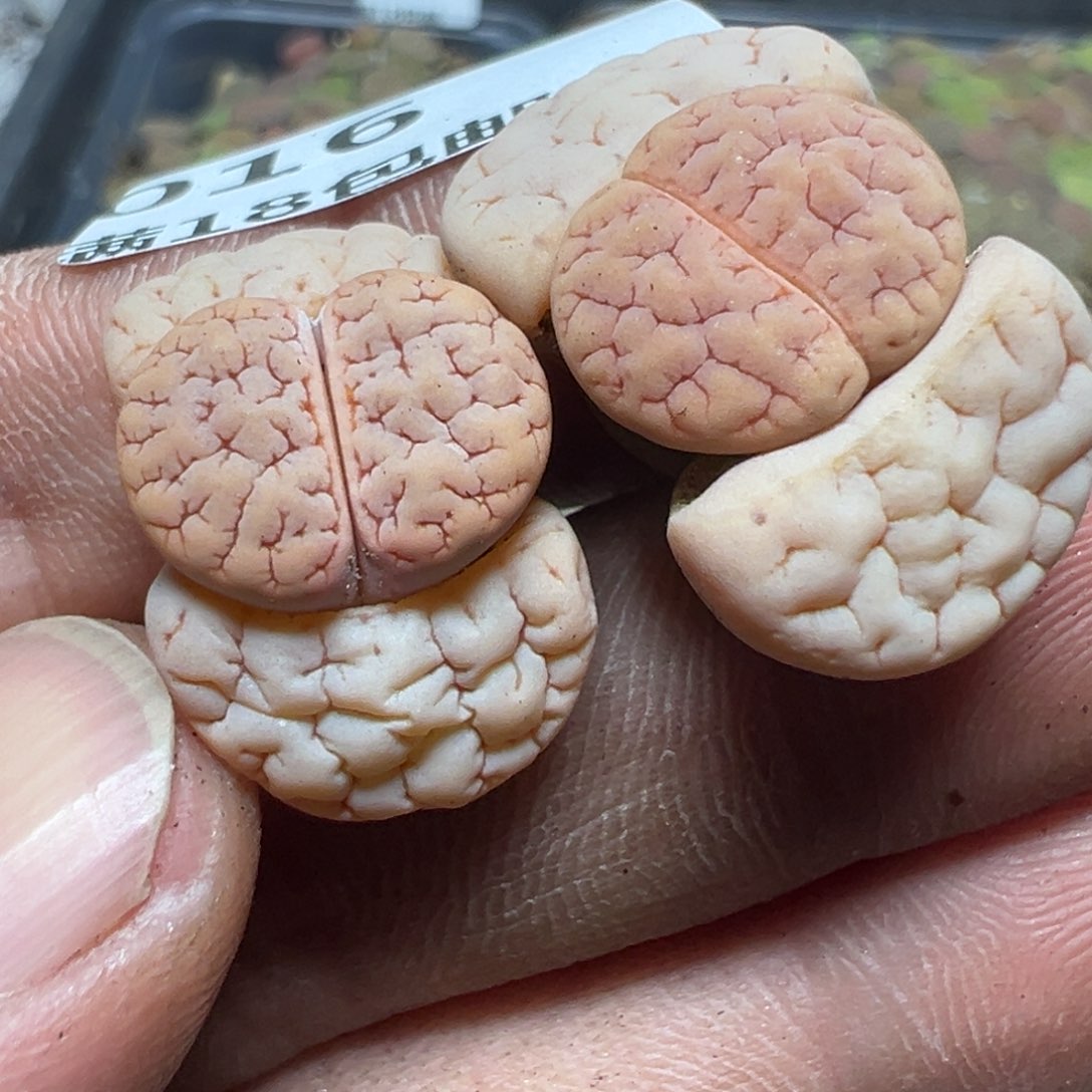 【闪购商品】 016。    