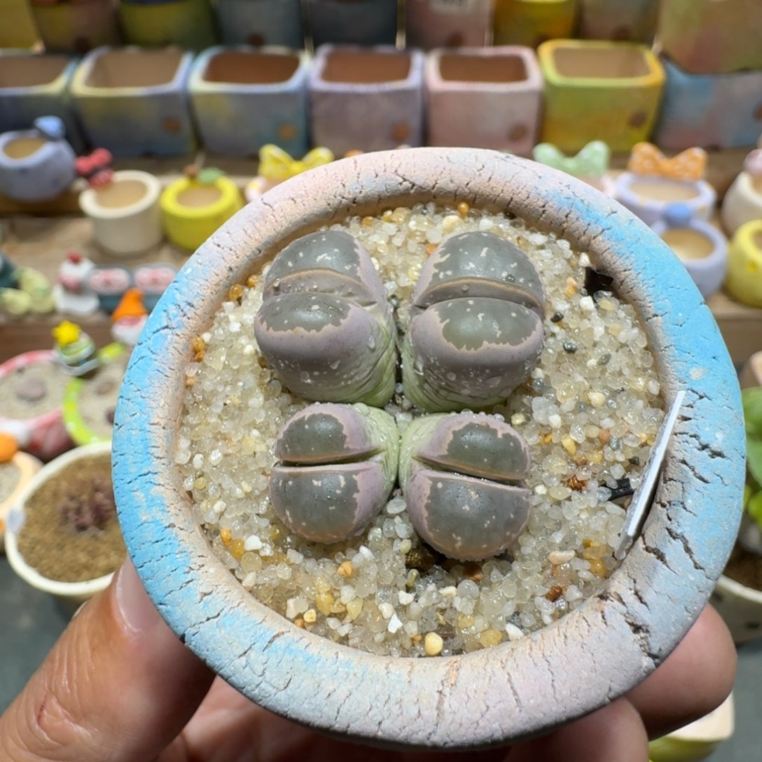 蘑菇1033橄榄多肉植物