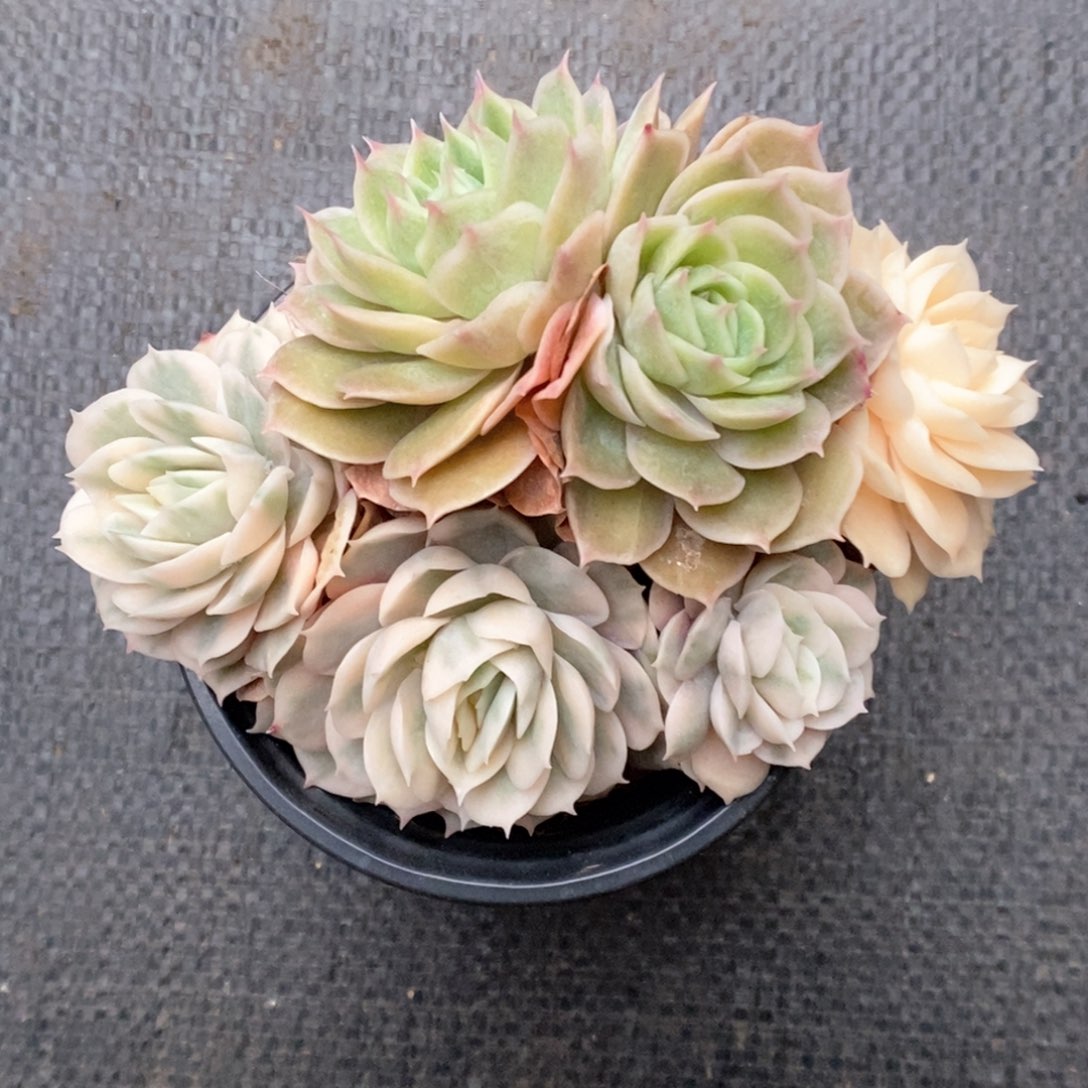 昂斯诺锦群生554号。