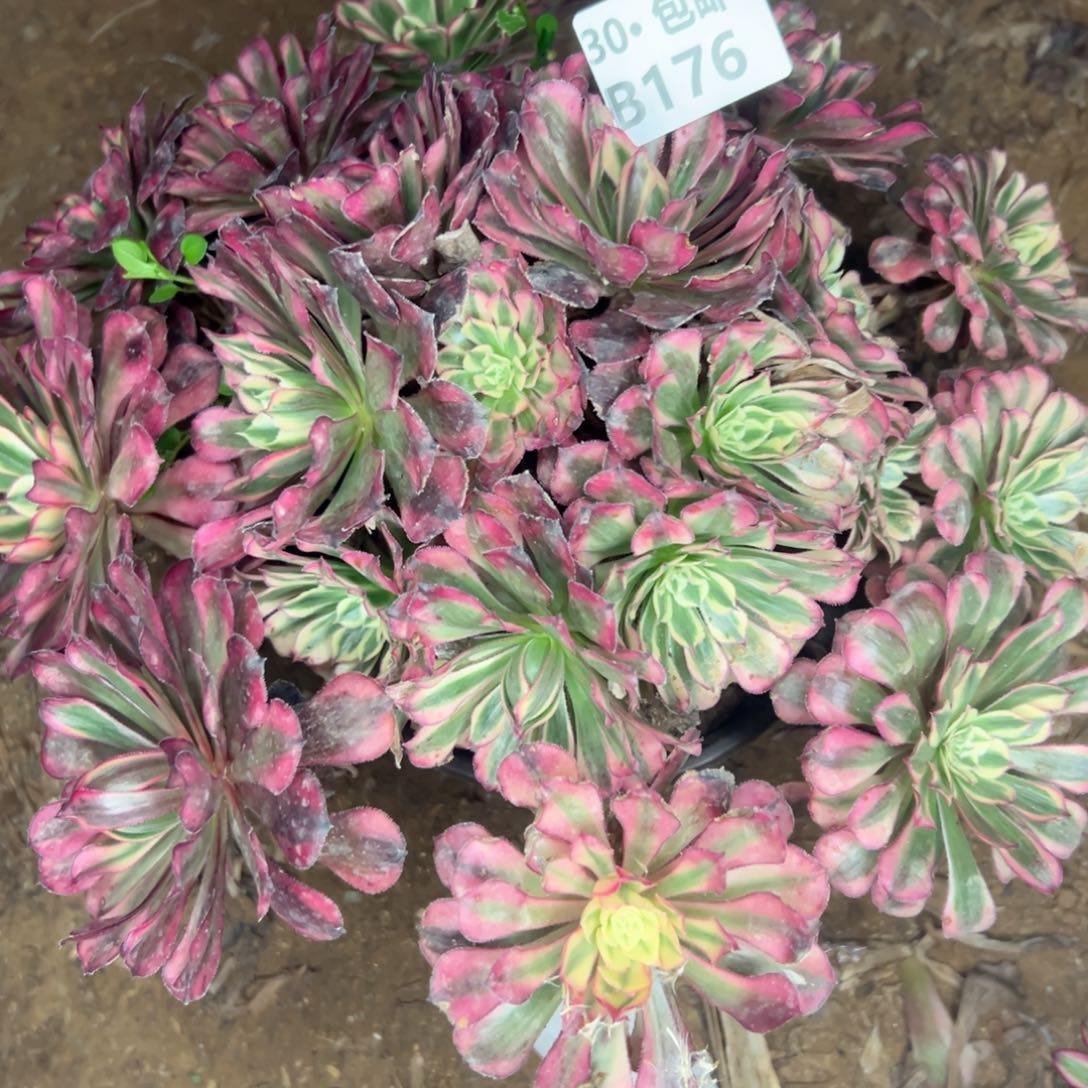 176 多肉不包断枝