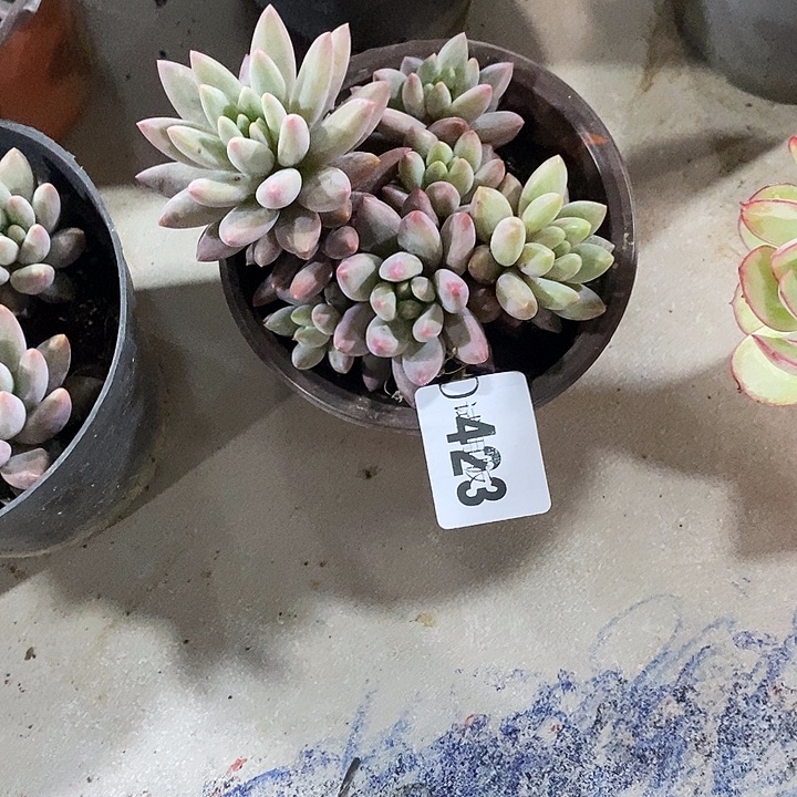 仙***姐423红蜻蜓多肉植物多肉