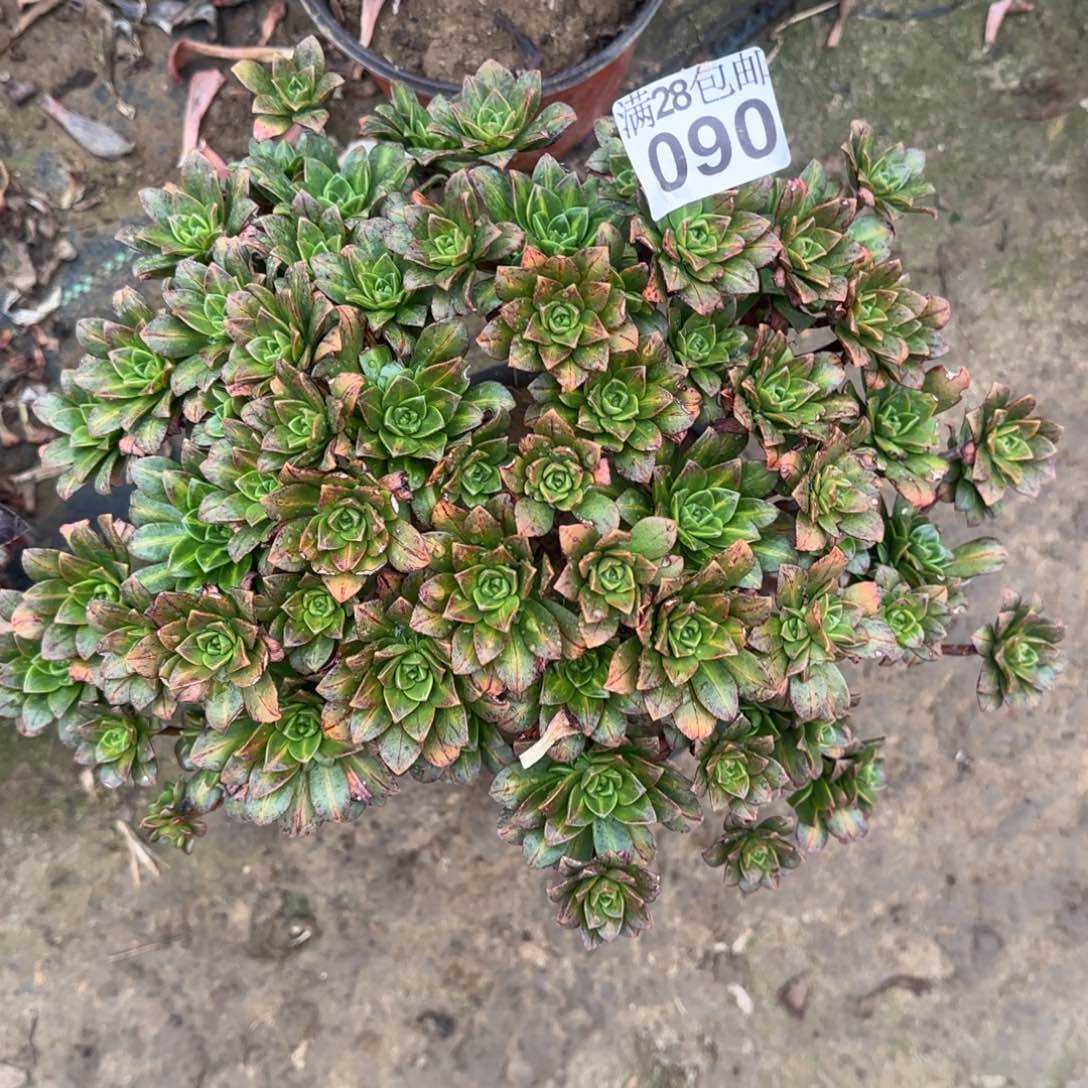 花茶多肉090满28包邮断枝不包