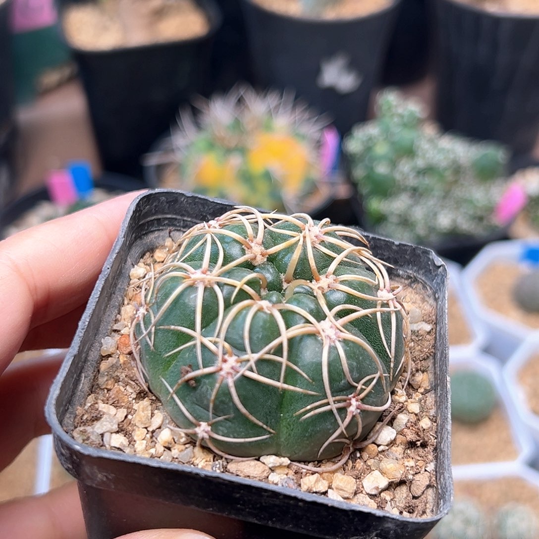 无花朵蜘蛛刺海王实生