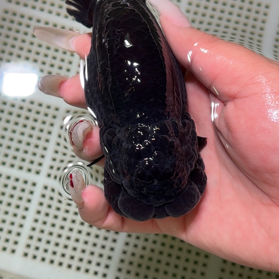 我***底金鱼拍包装包邮，不拍包装运费到付