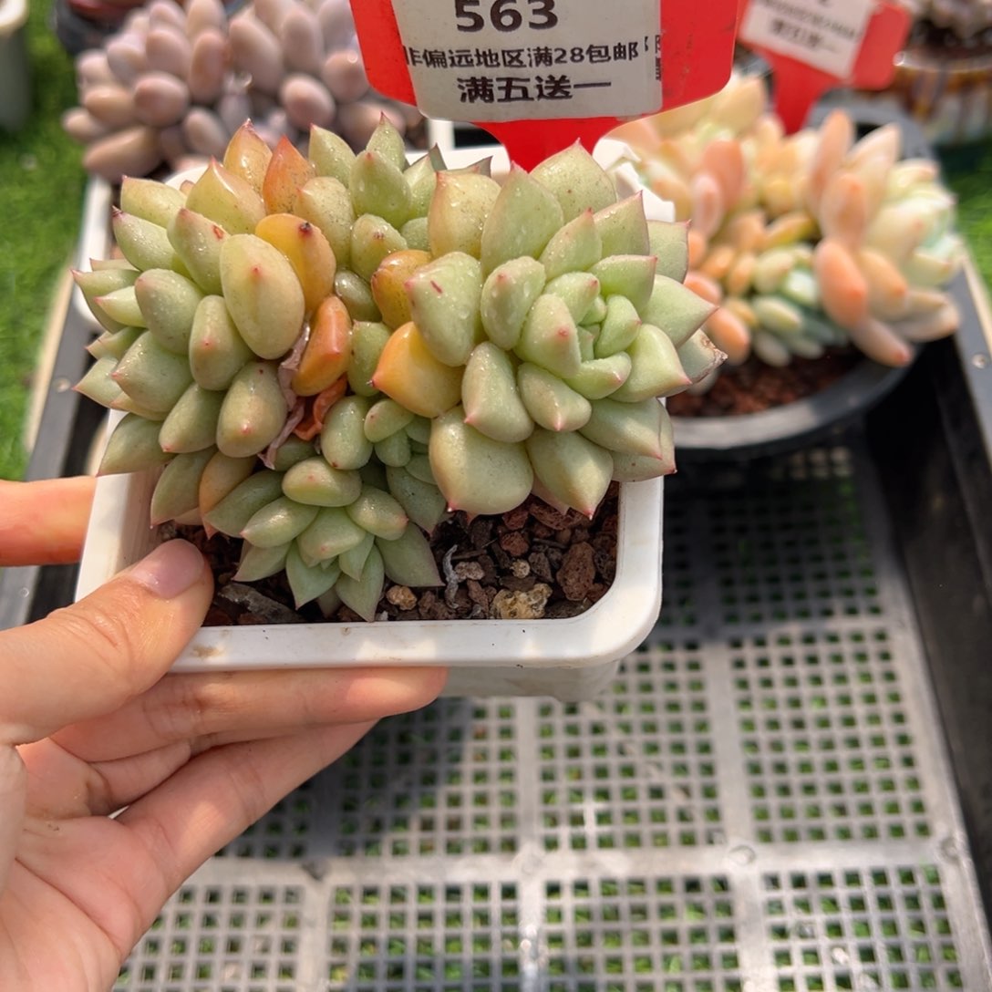 表妹精品精品多肉563.