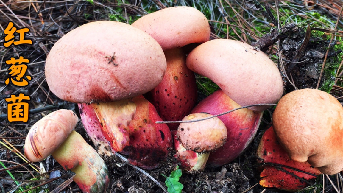 云南红葱菌见手青，会有虫脚、空脚，介意勿拍