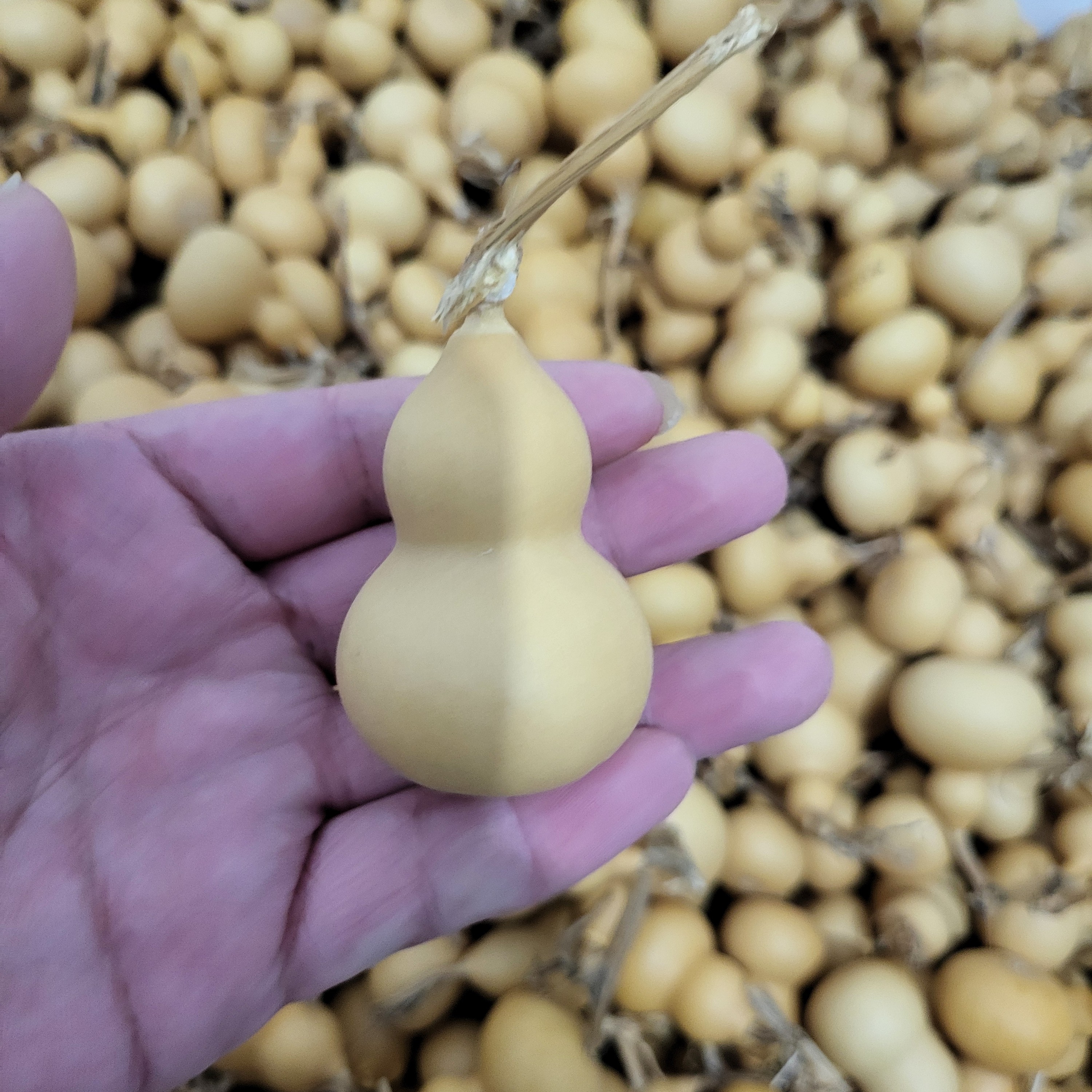 多福天然小葫芦适合作为文玩手把件和挂件一箱出（不保龙头）