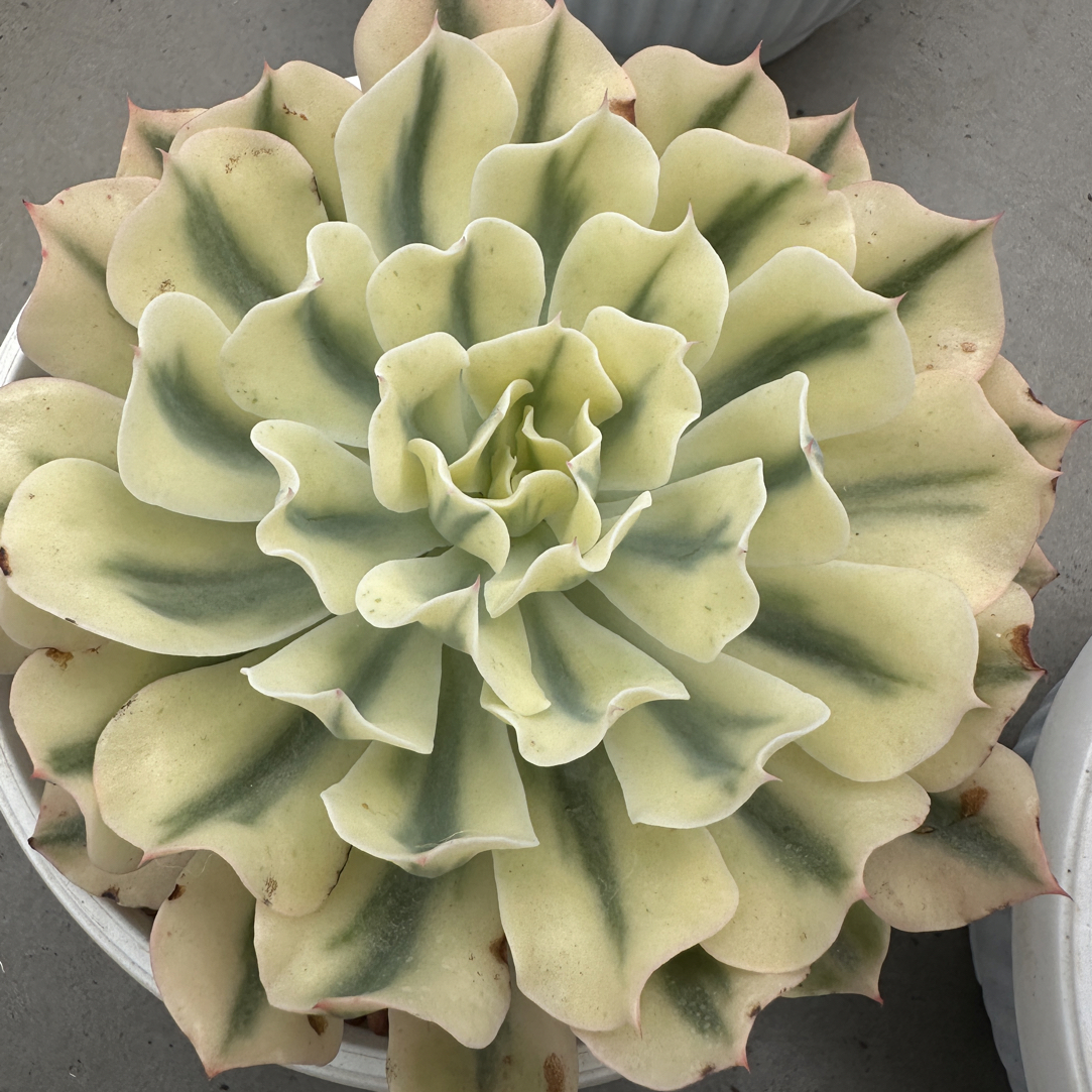 海啸锦，多肉植物两盆