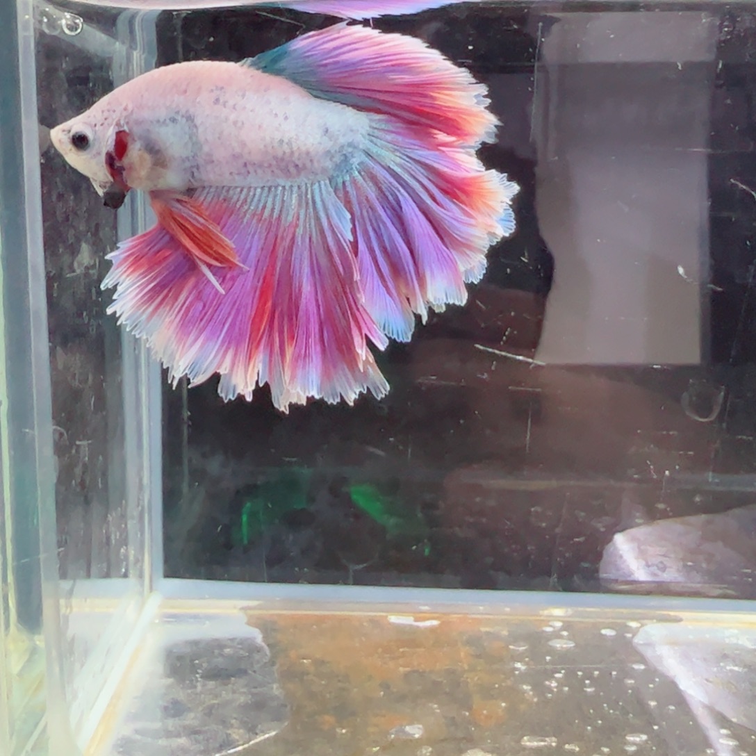 斗鱼浅色特殊尾hhhhh