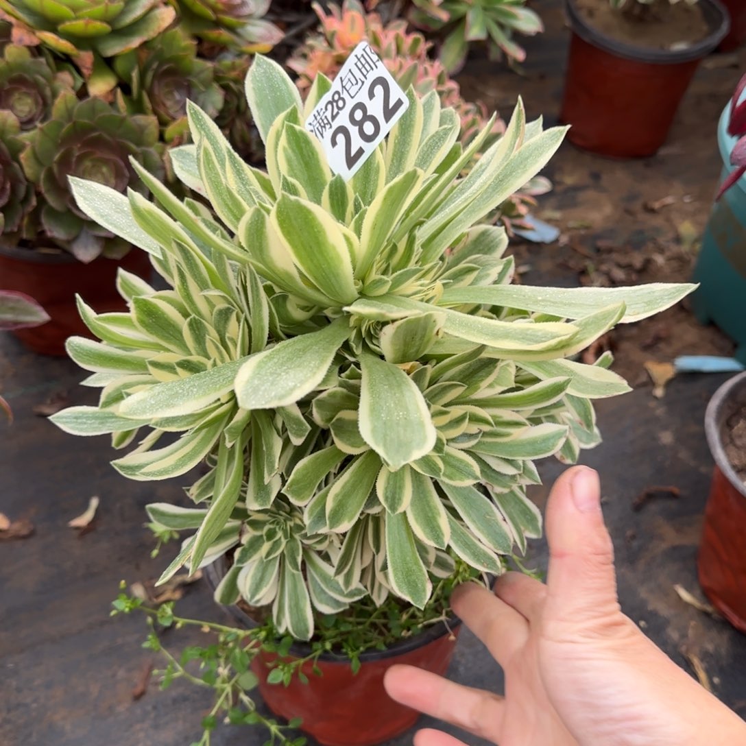 艳凝多肉282满28包邮断枝不包