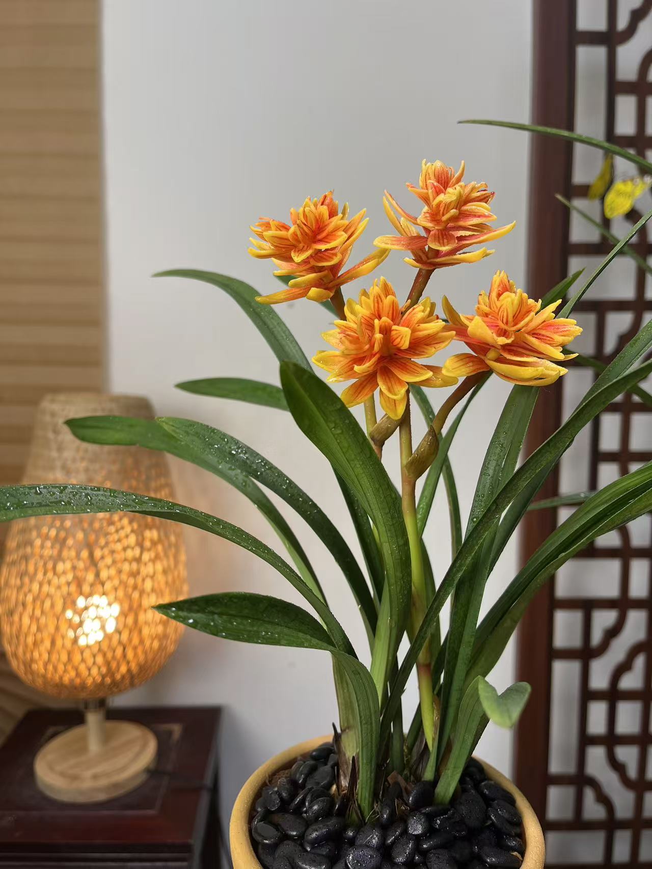 黄金奇蝶-春兰金色奇花好养易活浓香型精品兰花花期长