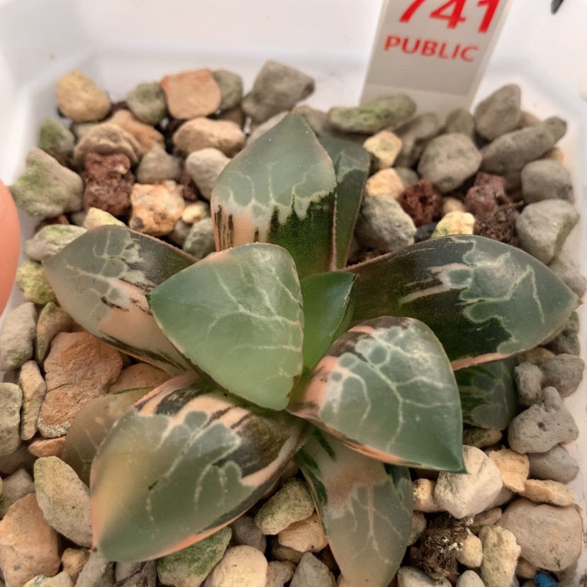 【闪购商品】741火凤凰