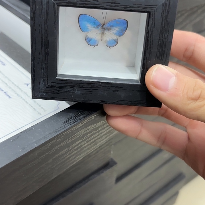 小小黑框优雅灰蝶