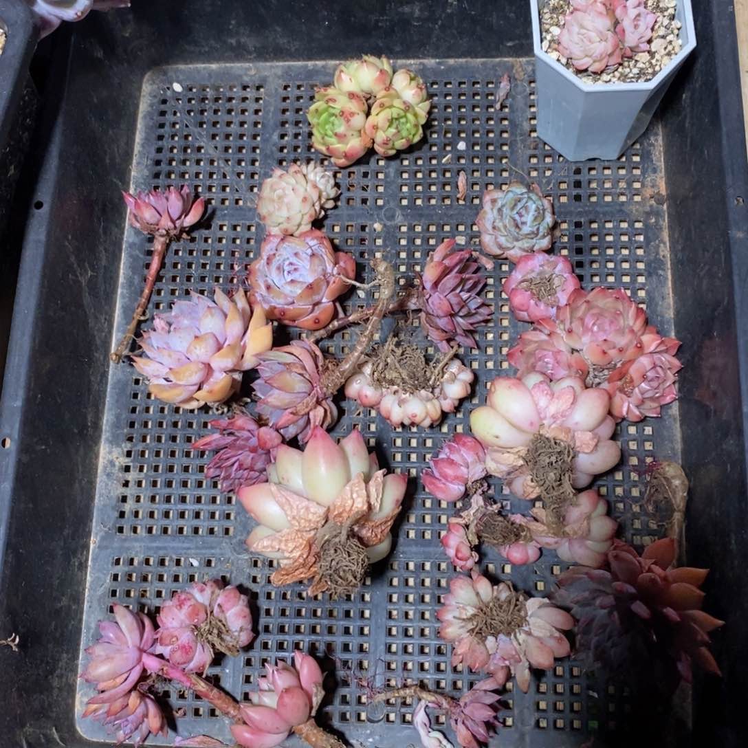 一物一拍精品多肉满38包邮-