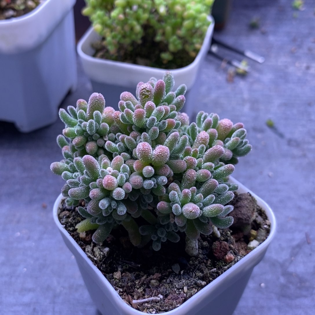 设***工333冰晶。        