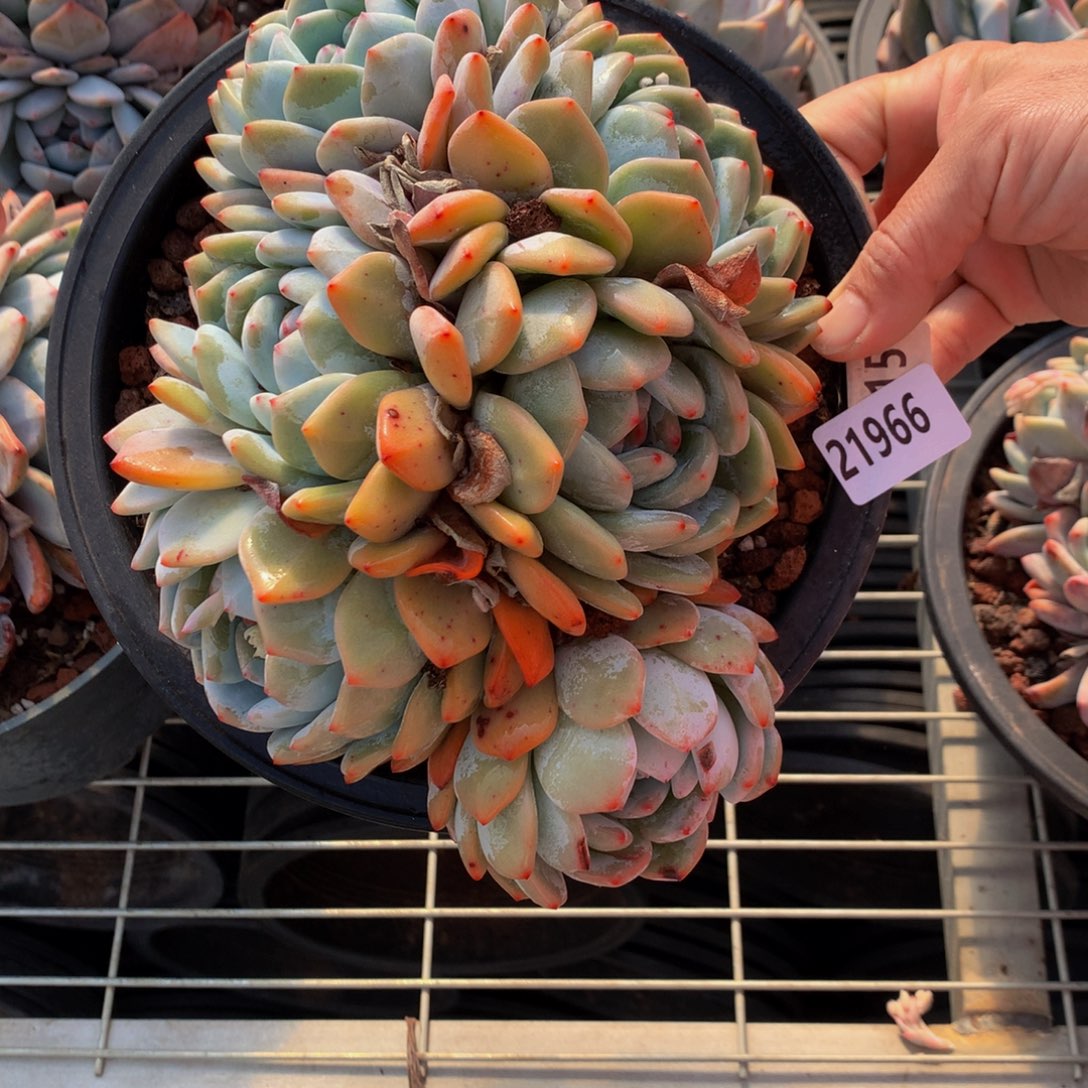 21966多头一哥们嗯嗯