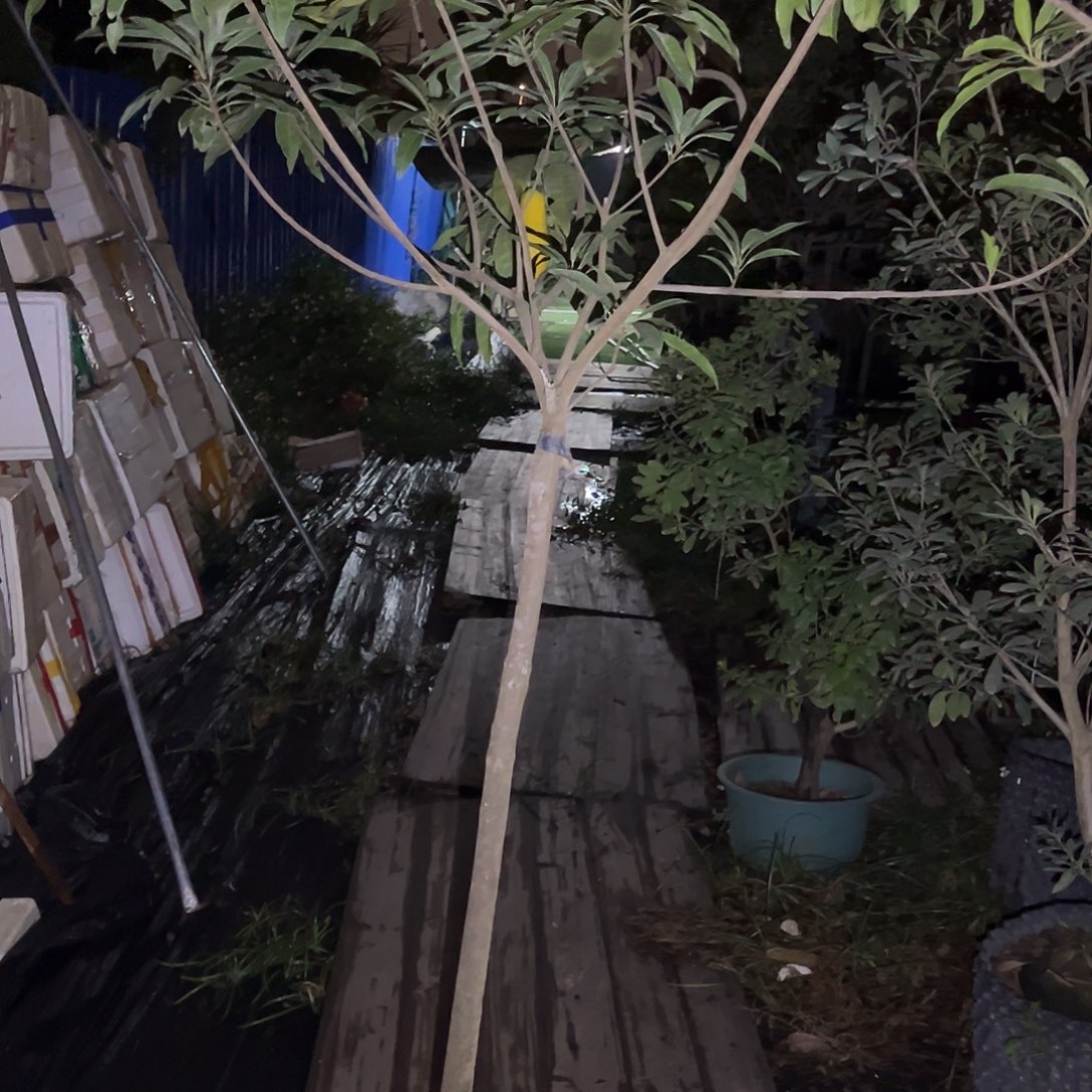 无花朵222我也喜欢这个风格哦
