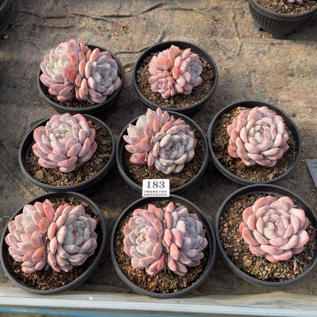 183星影8颗一组无砍8-11cm左右