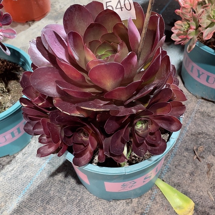 540魅金玫瑰  冠幅23