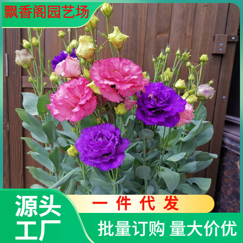 一件代发洋桔梗种子四季播种开花好养活室内外花苗盆栽观赏花卉花