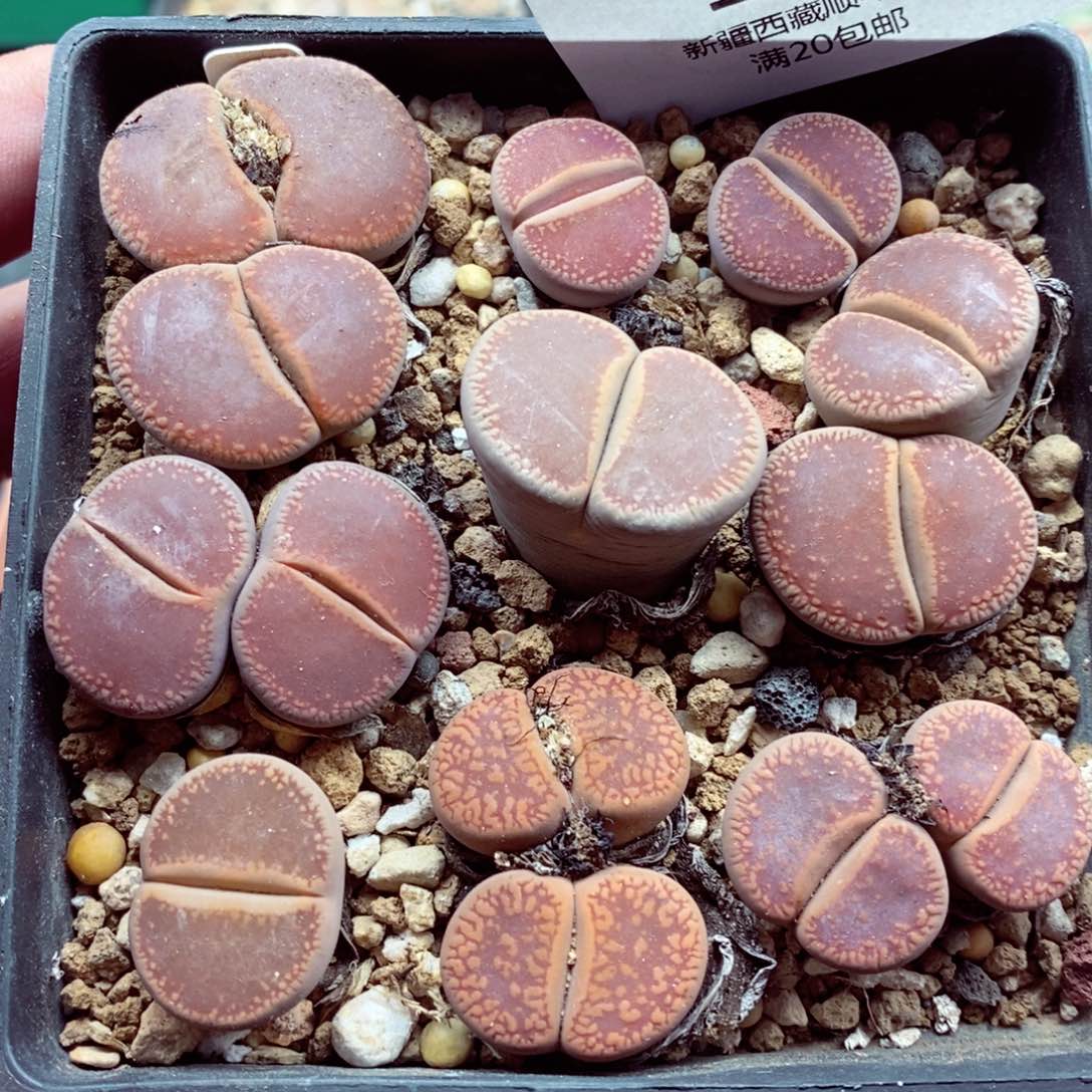 我的小姐姐们都是我177