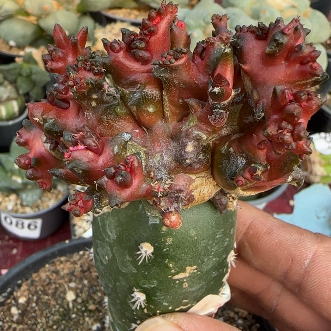 无花朵苗接怪物牡丹888