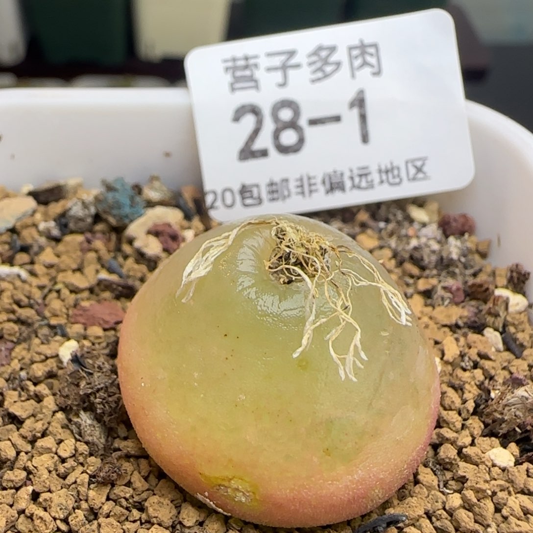 灯泡2.5➕带盆土发货。    