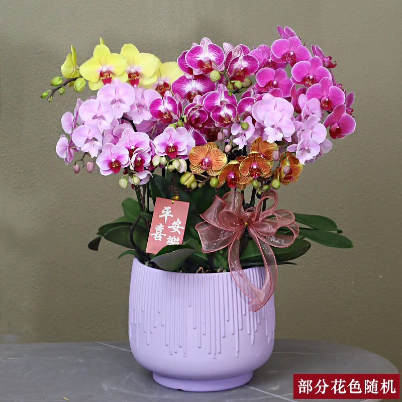 蝴蝶兰【彩花组合】带花带盆组好伴手礼送礼茶桌婚礼客厅美化装饰