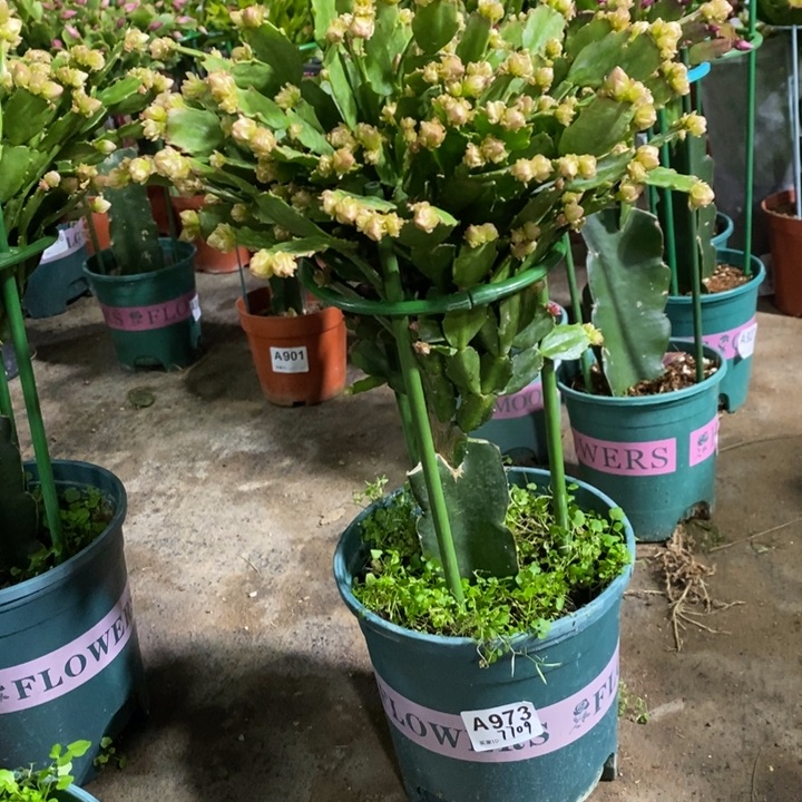 当前无花栽培后可以开花回*973嫁接028