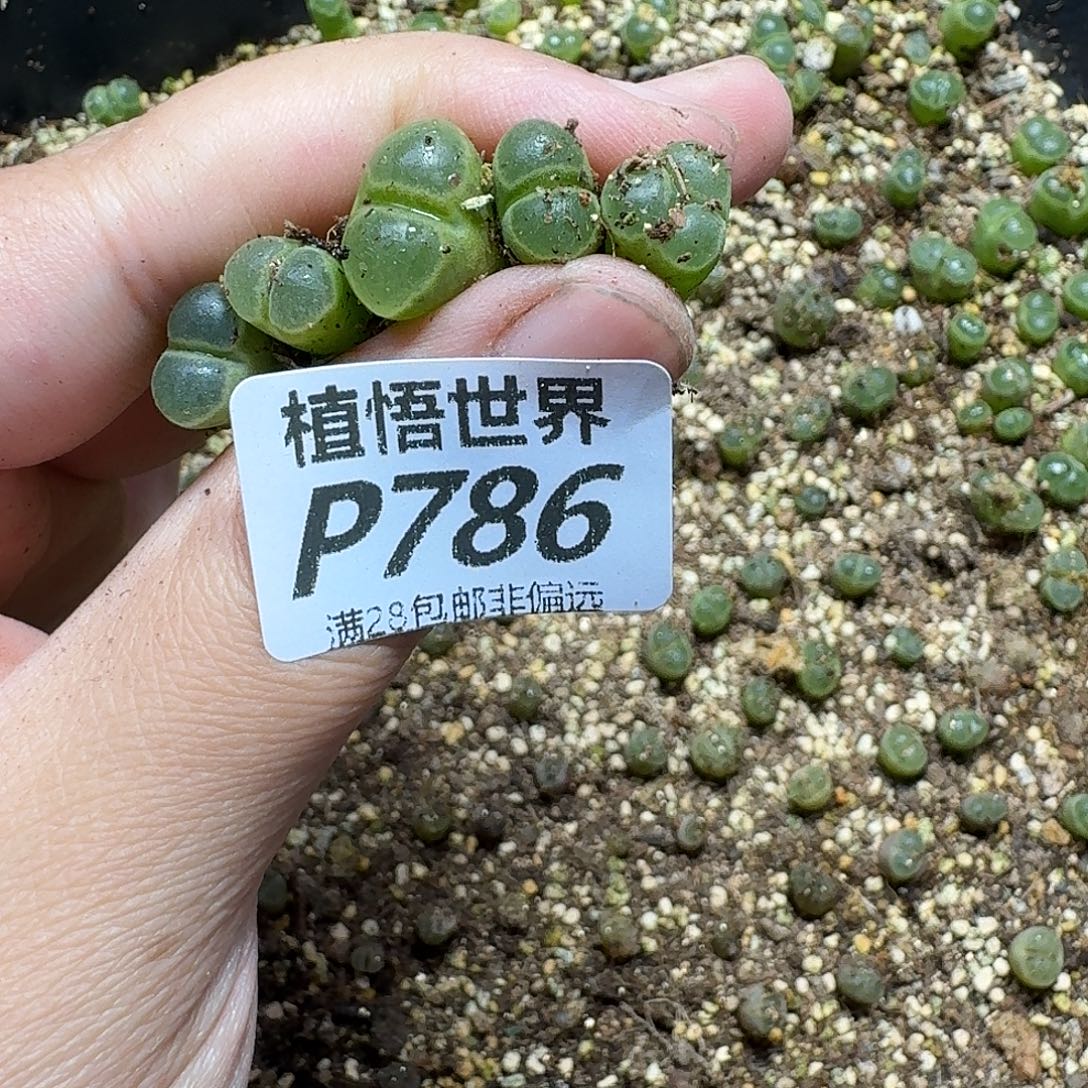 多肉植物的啊gbmm