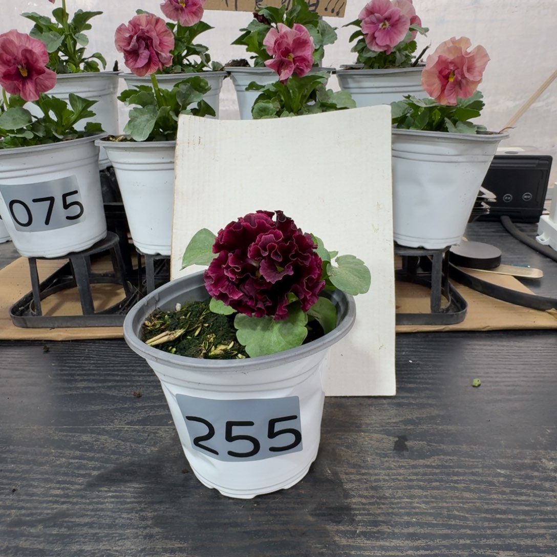 全部花朵255号晚礼服