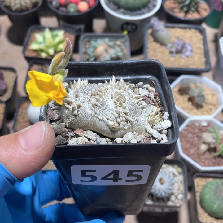 545惠比须笑块根