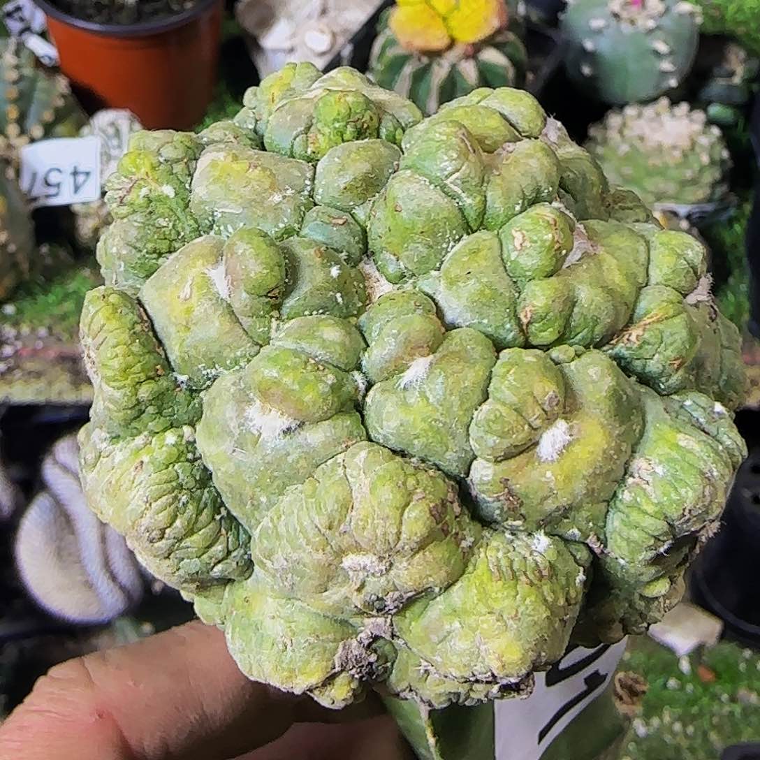 悟空兜501仙人球