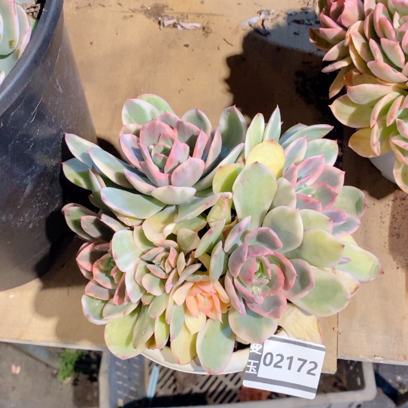 【闪购商品】翔*绮罗锦02172