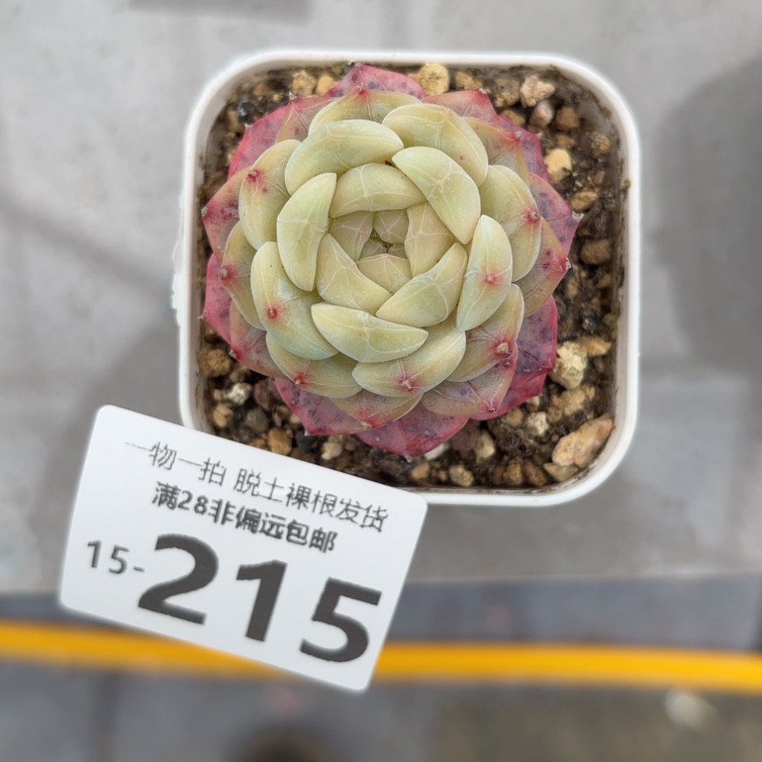 美尼多肉多肉多肉