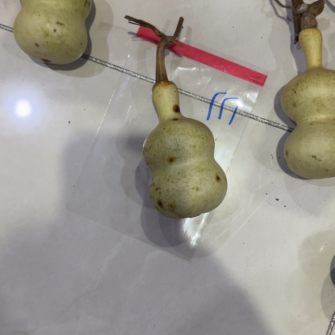 奇***青皮不包成青皮不包成