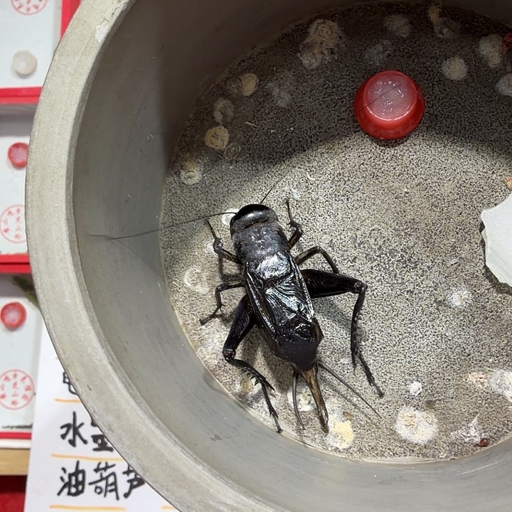 国***g蟋蟀油葫芦断尾枪一条