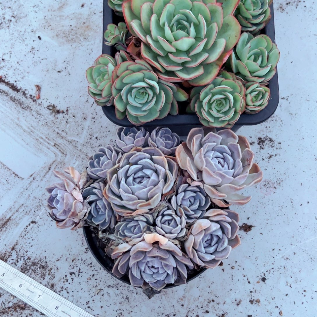 吧***啦多肉两颗植物盆栽