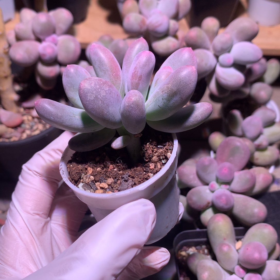 米可奶酪多肉米可奶